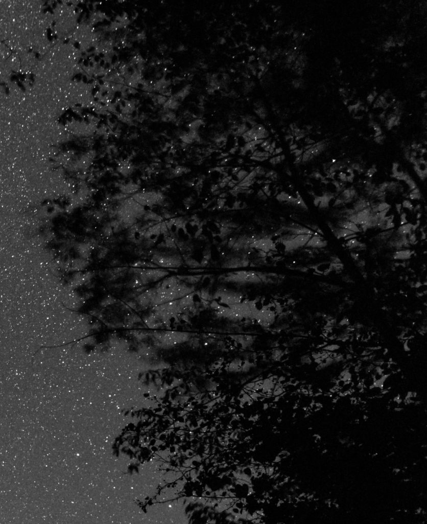 An original Christmas tree? Legend tells that Martin Luther conceived the idea of a Christmas tree when he saw starlight streaming through the boughs of an evergreen on a cold December night. Image credit: Brian Ventrudo.
