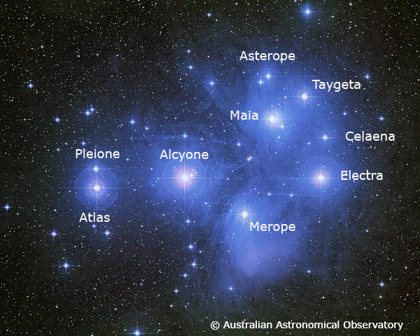 The stars of the Pleiades. Image credit: Australian Astronomical Observatory/David Malin.